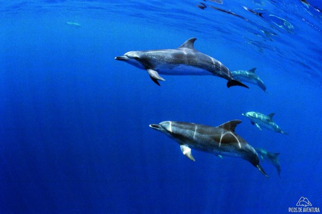 Four dolphins swimming in clear blue ocean water.