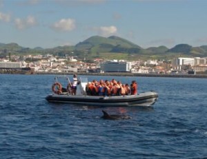 Boat with people on water near shore; dolphin swimming nearby.