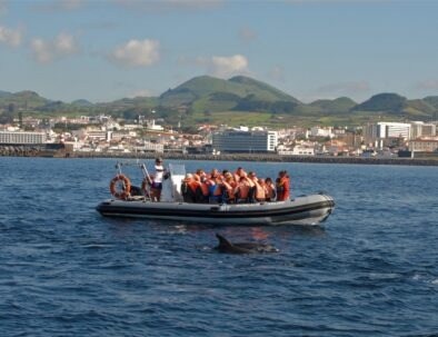 Boat with people on water near shore; dolphin swimming nearby.