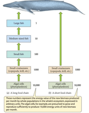 Diagram of long and short marine food chains, featuring whales, fish, crustaceans, and algal cells.