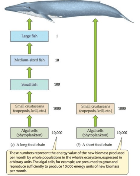 Diagram of long and short marine food chains, featuring whales, fish, crustaceans, and algal cells.
