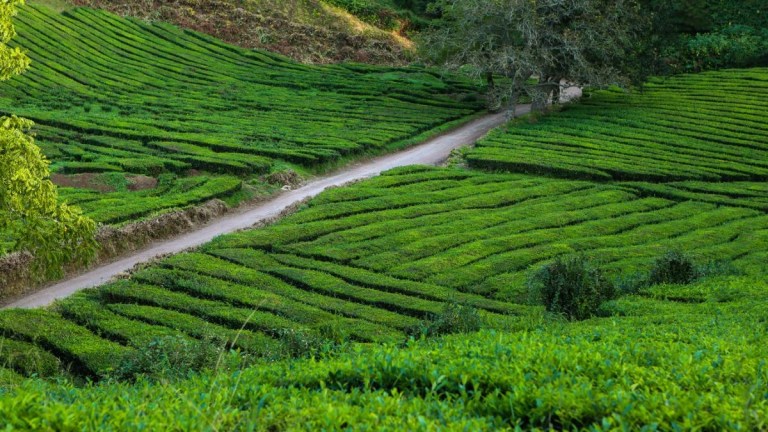 Path through lush green tea plantation with rows of tea plants.