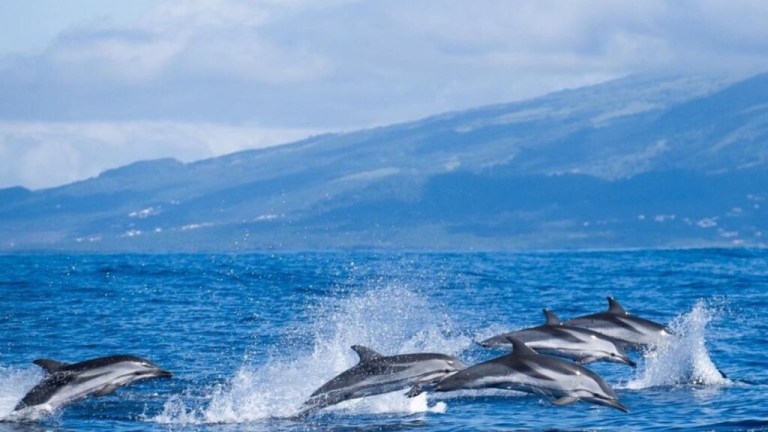 Several dolphins leaping from the ocean with a mountainous backdrop under a cloudy sky.