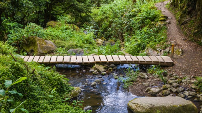 Wooden bridge over a small stream in a lush forest setting.
