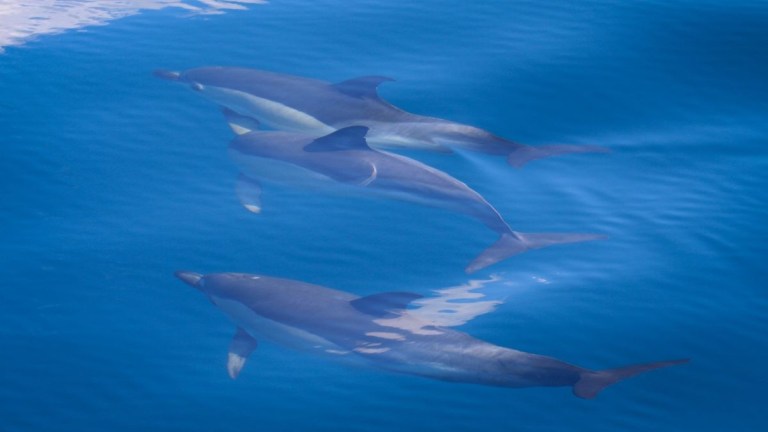 Three dolphins swimming underwater in clear blue water.
