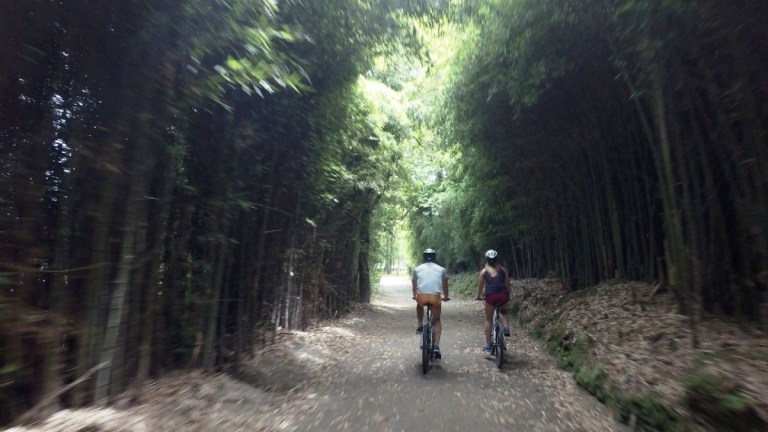 Two people biking on a path through a bamboo forest.