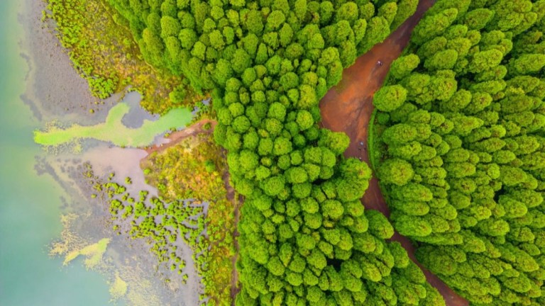 Aerial view of dense green forest next to a water body with brown path.