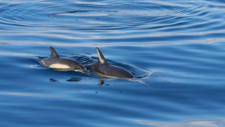 Two dolphins swimming together in calm blue water.