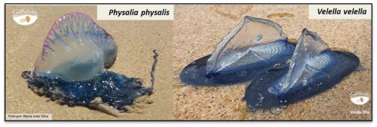 Two marine organisms: a Portuguese man o' war and two by-the-wind sailors on a sandy beach.