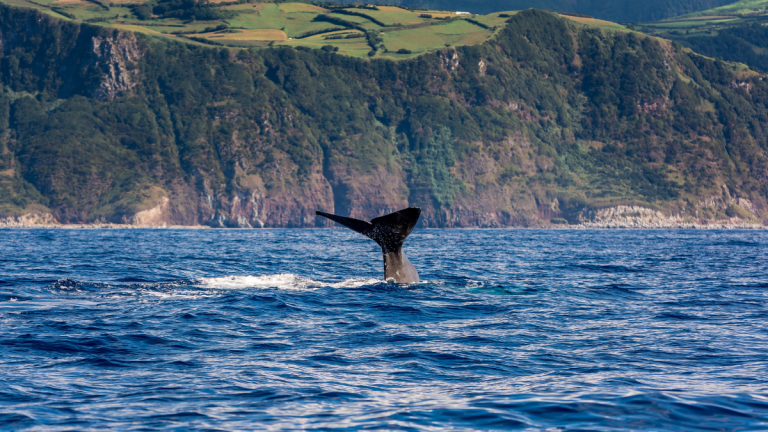 Whale tail emerging from the ocean near a rocky coastline.