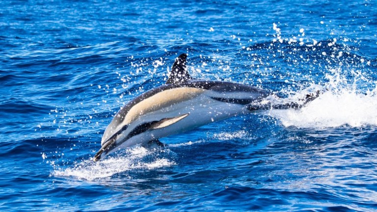 Dolphin leaping out of blue ocean water with splash