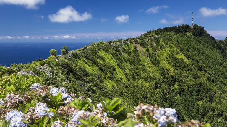 Lush green hill with blue sky, sea in background, and flowers in foreground.