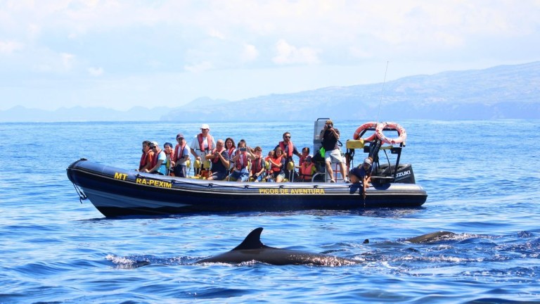 Group of people on a boat, observing dolphins in the ocean.