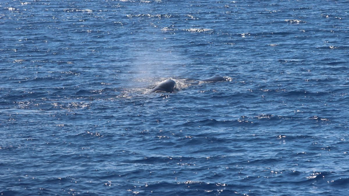 Whale surfacing in ocean, spout visible.