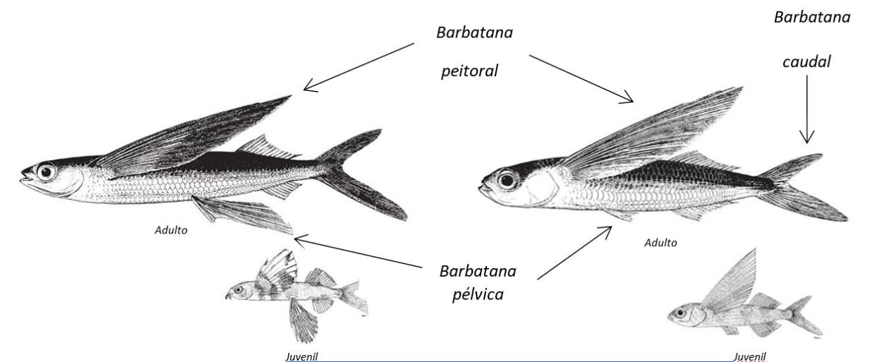Illustration of adult and juvenile flying fish with labeled fins.