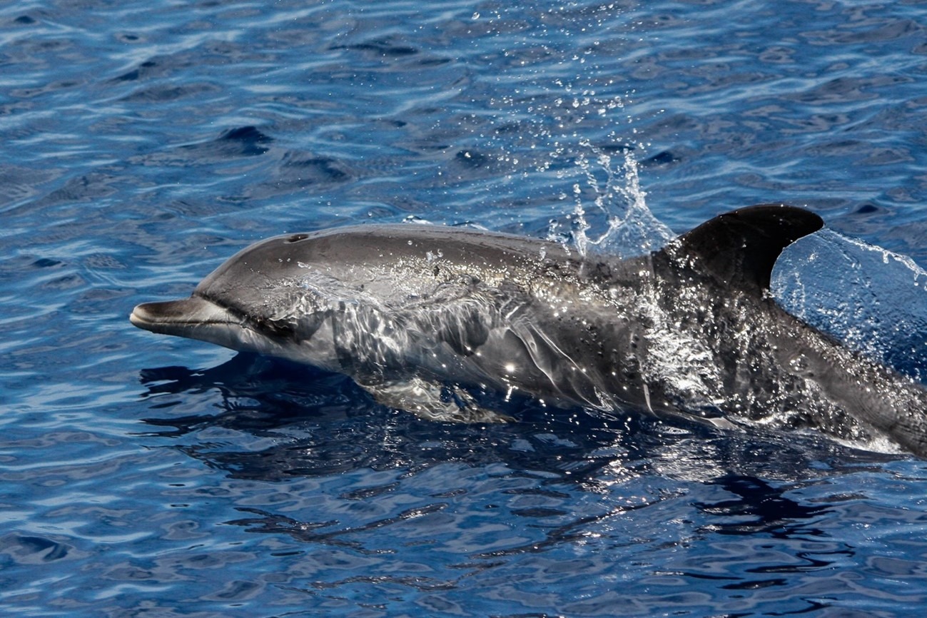 Dolphin swimming and splashing in blue ocean water.