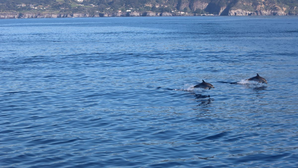 Two dolphins swimming near the shore in calm blue water.
