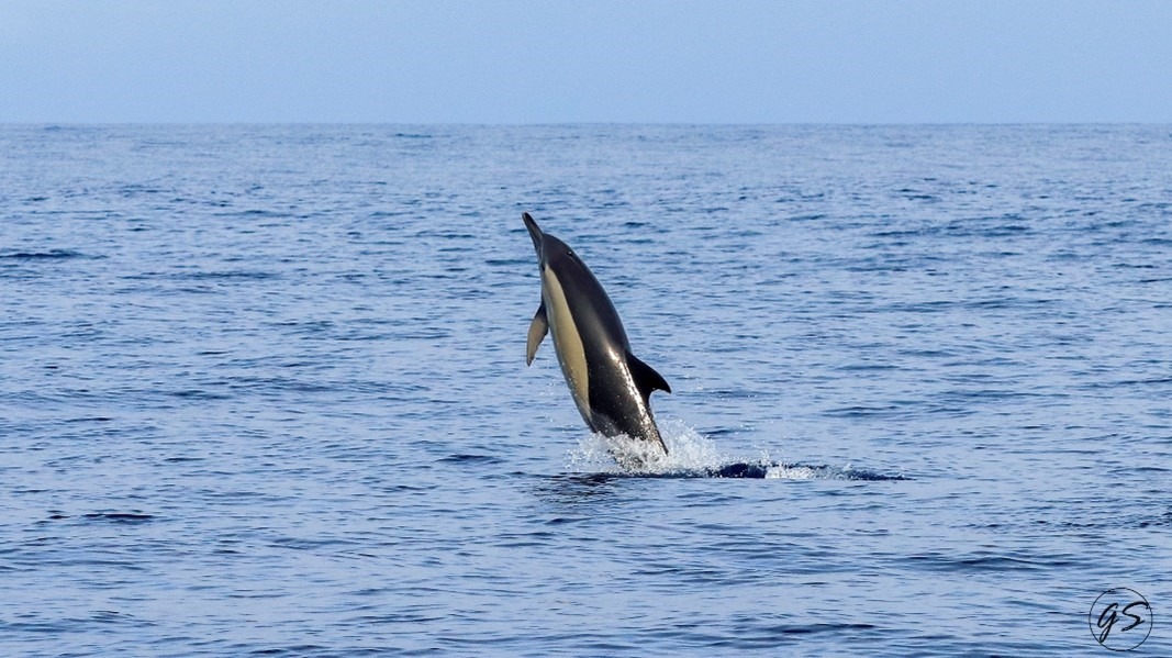 Dolphin leaping out of the ocean against a clear sky.