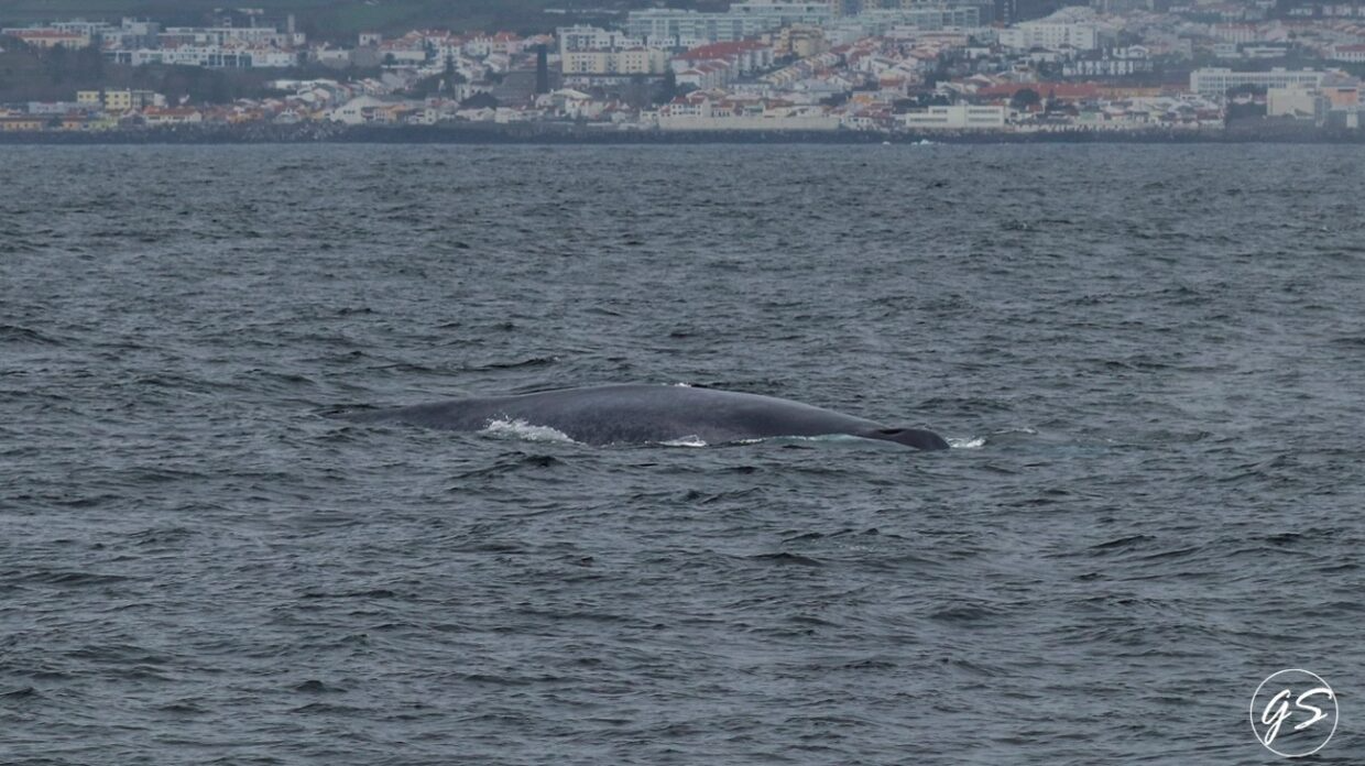 Whale partially submerged in ocean near distant city coastline.