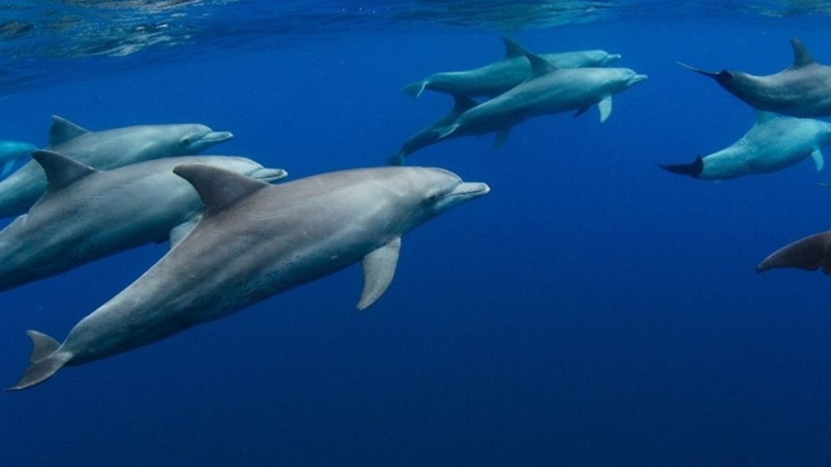 Group of dolphins swimming underwater in clear blue ocean.