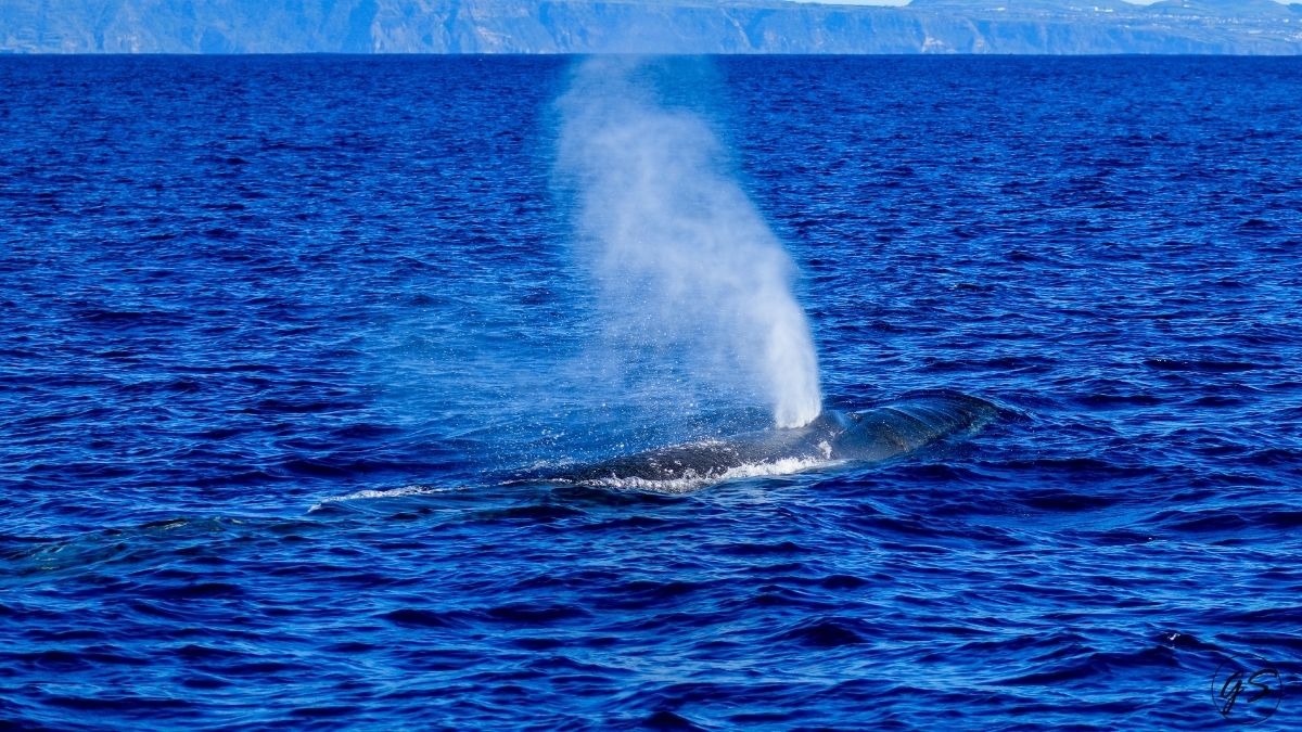 Whale spouting water in the ocean with distant land in the background.