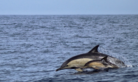 Two dolphins swimming in the ocean with one leaping above water.