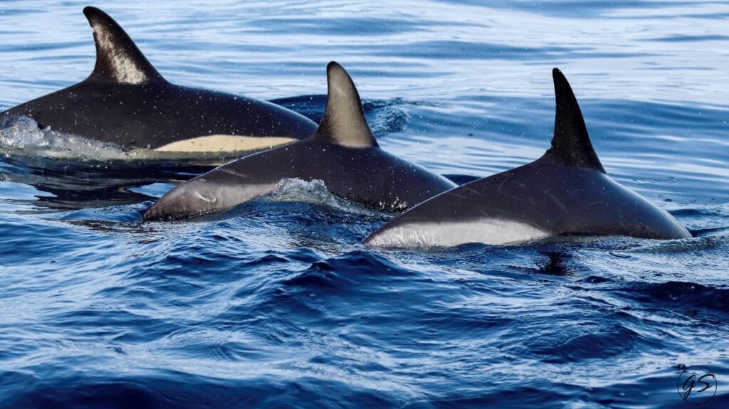 Three dolphins swimming in blue ocean water.