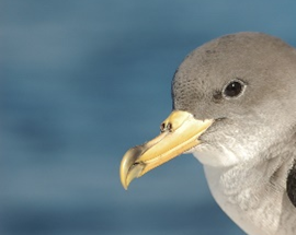 Close-up of a seabird with a yellow beak against a blue background.