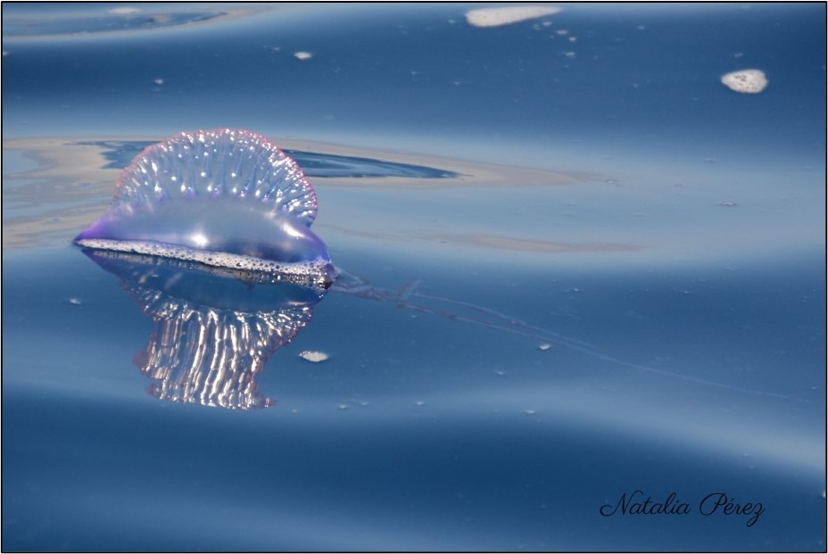 A Portuguese man o' war floating on calm blue water.