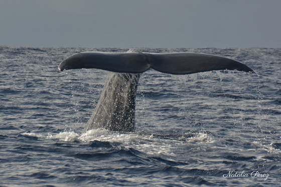 Whale tail above ocean surface, water flowing off it.
