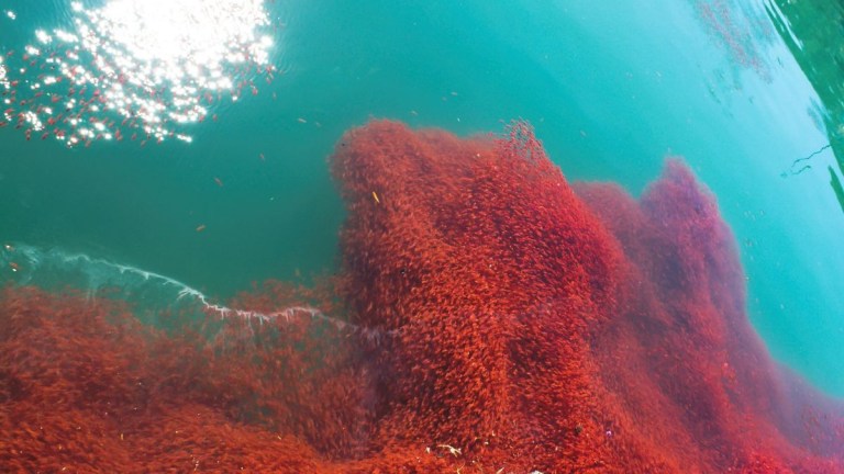 Large school of red fish swimming in clear blue water.