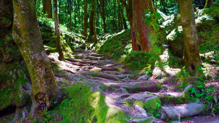 Forest path with exposed tree roots and lush green moss.