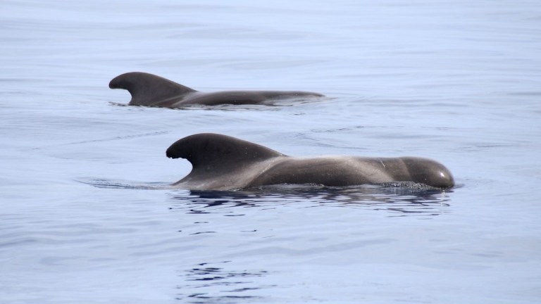 Two pilot whales swimming in calm ocean water.