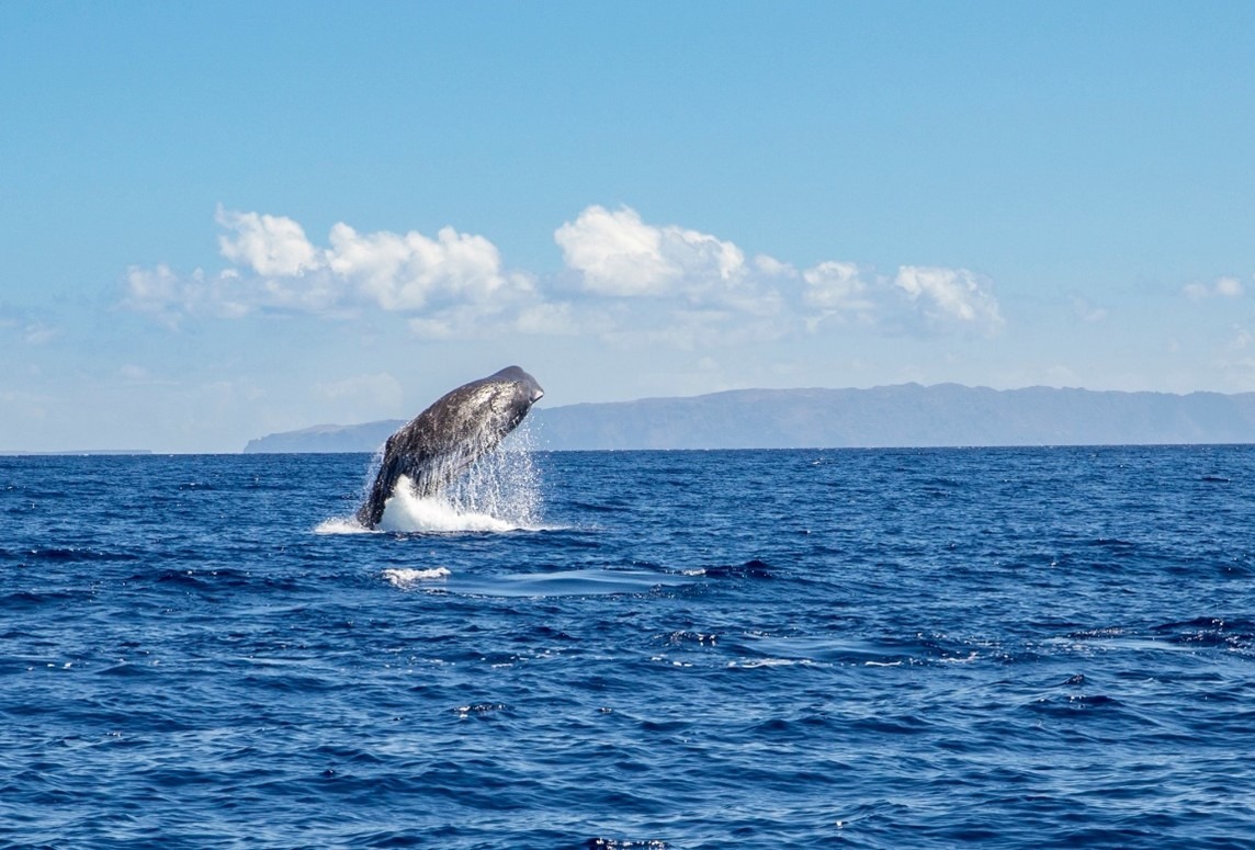 Whale breaching above ocean surface under a clear blue sky.