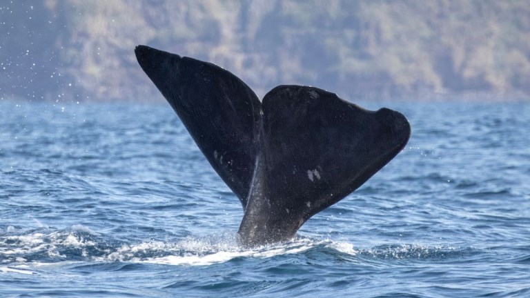 Whale tail emerging from the ocean water near a rocky coastline.
