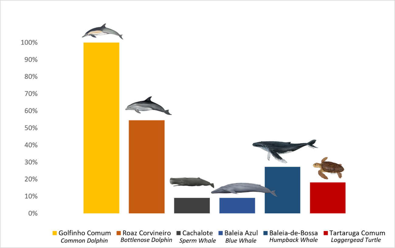 Bar chart comparing marine animal species with dolphin as tallest bar.