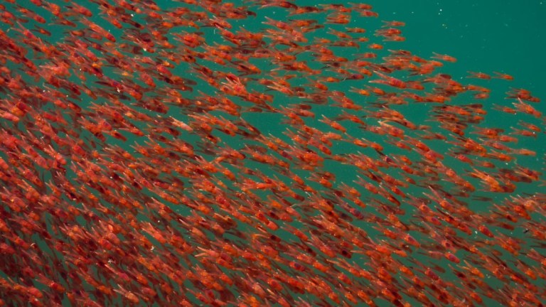 Large school of small, red fish swimming underwater.