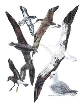 Illustration of various seabirds in flight and resting positions.