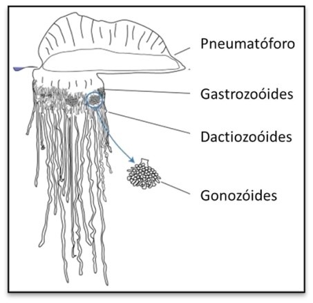 Diagram of a Portuguese man o' war with labeled parts.