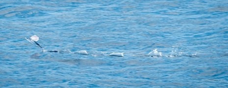 Silver fish partially submerged in blue ocean water.