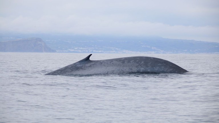 Large whale surfacing in calm ocean with distant land and cloudy sky.