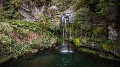 Small waterfall flowing into a forest pool surrounded by rocks and lush greenery.