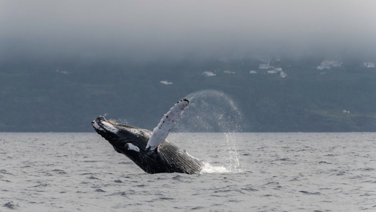 Whale breaching the water with a misty horizon in the background.