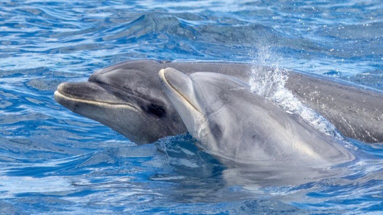 Two dolphins swimming close together in blue ocean water.