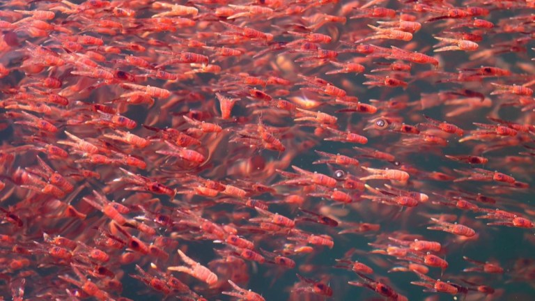 Large swarm of small red shrimp swimming underwater.