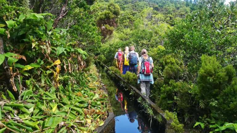 Hikers with backpacks walking on a lush, narrow trail in the forest.