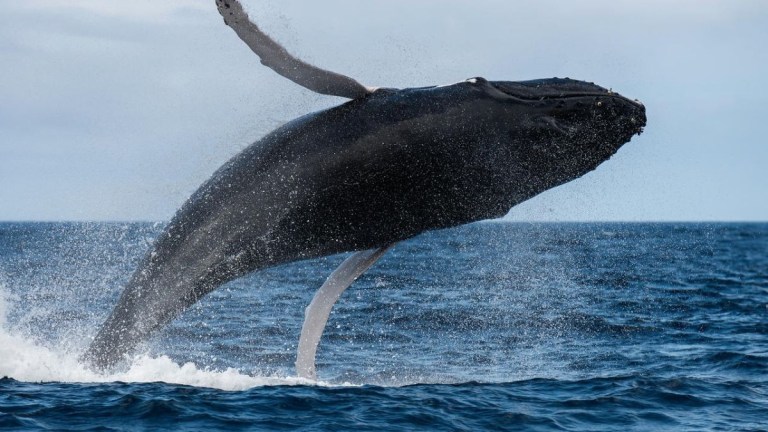 A whale breaching the ocean surface against a cloudy sky.