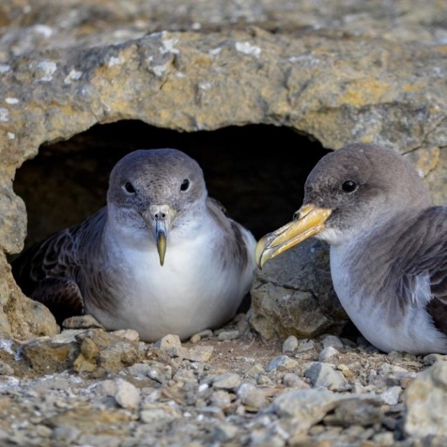 Two birds at a rocky nest entrance on a stony surface.