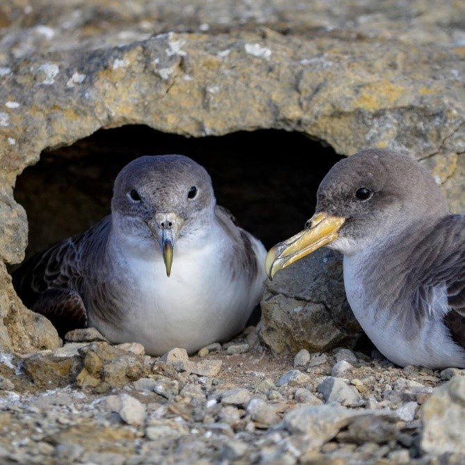 Two birds at a rocky nest entrance on a stony surface.