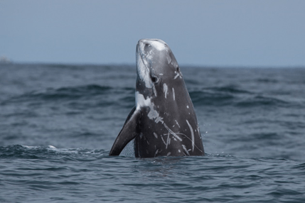 Gray whale breaching vertically from ocean water.